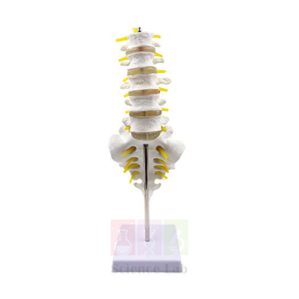 Human Lumbar Set Model